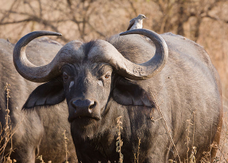Illustration for article titled Oh nothing, just a genet riding a buffalo